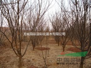 河南木瓜樹，河南木瓜樹價格，河南木瓜樹批發(fā)多少錢