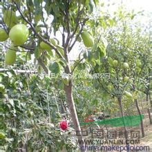 南陽(yáng)直銷1-15公分木瓜樹(shù)，3公分木瓜樹(shù)價(jià)格多少錢(qián)