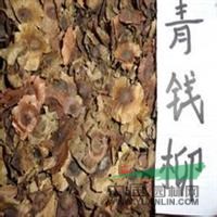 江西宜春供應(yīng)青錢柳種子，青錢柳種子價(jià)格，青錢柳種子圖片