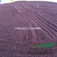 江西宜春供應(yīng)紅豆杉種子，紅豆杉種子價(jià)格，紅豆杉種子圖片