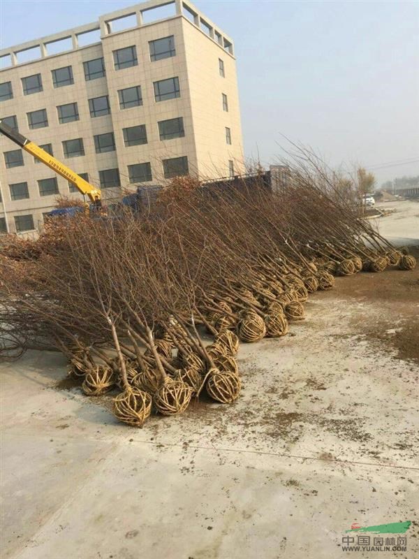 叢生蒙古櫟多條