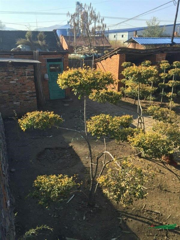 5公分衛(wèi)毛鋪地定植苗