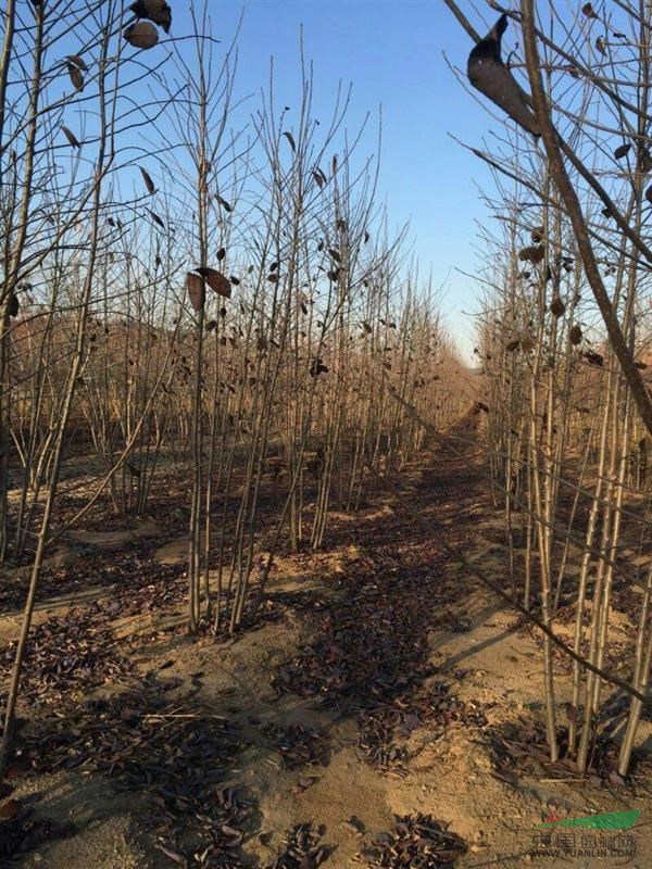 5公分衛(wèi)毛鋪地定植苗