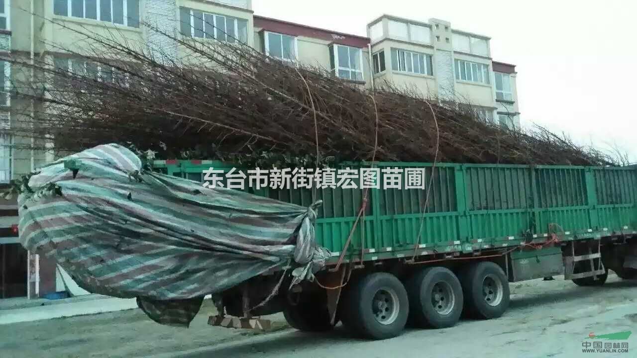 江蘇水杉基地，最新江蘇水杉樹苗價(jià)格，最新江蘇水杉樹苗多少錢