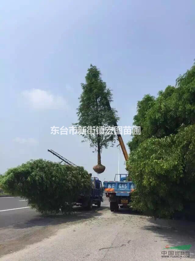 江蘇水杉基地，最新江蘇水杉樹苗價(jià)格，最新江蘇水杉樹苗多少錢