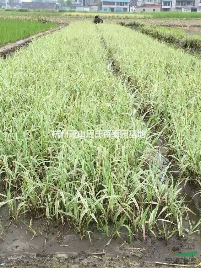 杭州蕭山大量供應(yīng)花葉蘆竹1000萬芽和其它水生植物,價格優(yōu)惠