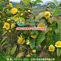 江西三農(nóng)-中國(guó)傳統(tǒng)名花-防普金花茶 江西茶花基地 茶花育苗基