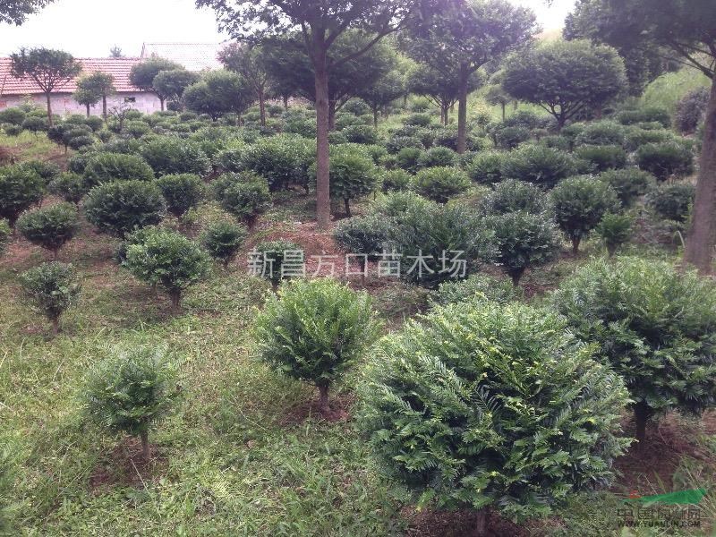 精品紅豆杉盆景