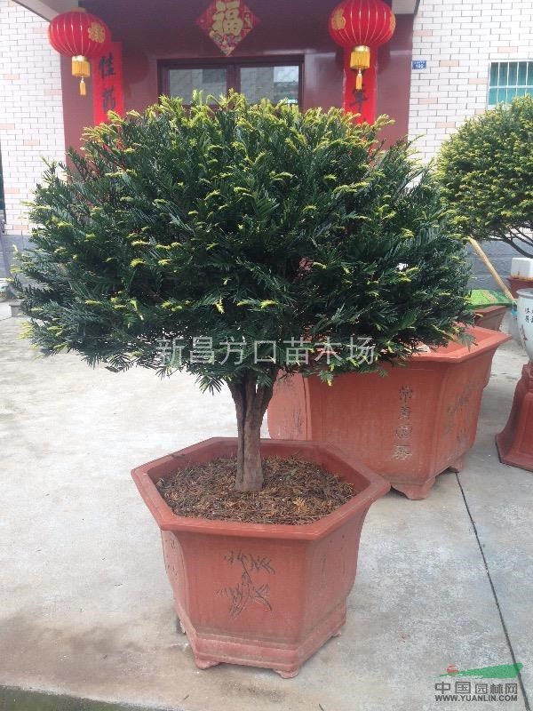 精品紅豆杉盆景