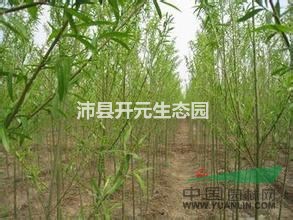 江蘇地區(qū)供應(yīng)青皮柳，最新青皮柳批發(fā)價格