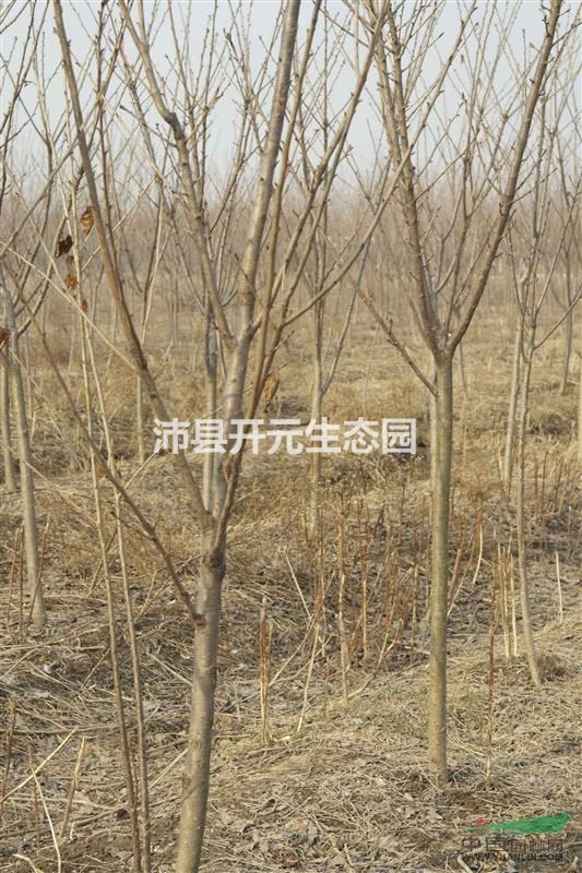 2016年海棠，海棠價格，海棠多少錢