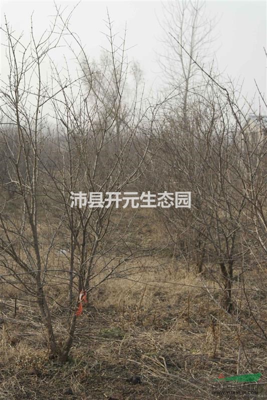 江蘇石榴樹，石榴樹價格，石榴樹小苗多少錢