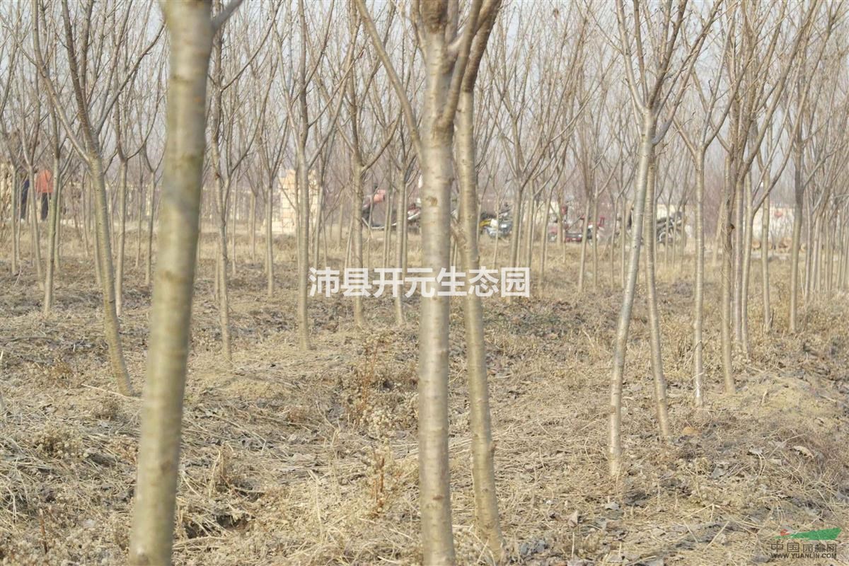 2016年晚櫻，晚櫻價(jià)格，晚櫻小苗多少錢(qián)
