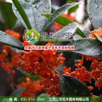 江西三農-優(yōu)秀的常青樹種-狀元紅桂  桂花生產基地 桂花種植