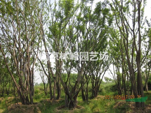 樸樹(shù)多少錢(qián)一棵，江蘇樸樹(shù)價(jià)格，南京10公分20公分樸樹(shù)價(jià)格