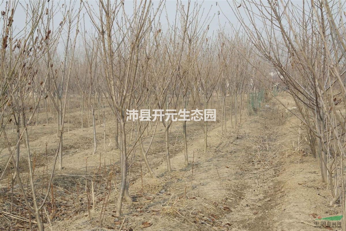 低價供應(yīng)一批櫻花，晚櫻優(yōu)惠批發(fā)啦！