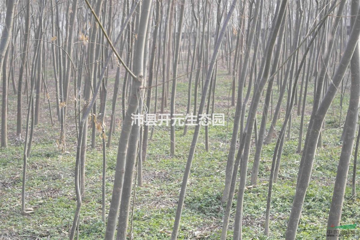 江蘇直銷(xiāo)優(yōu)質(zhì)青皮柳，金絲垂柳