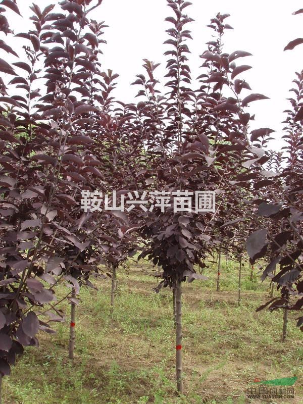 供應(yīng)東北地區(qū)紫葉稠李。