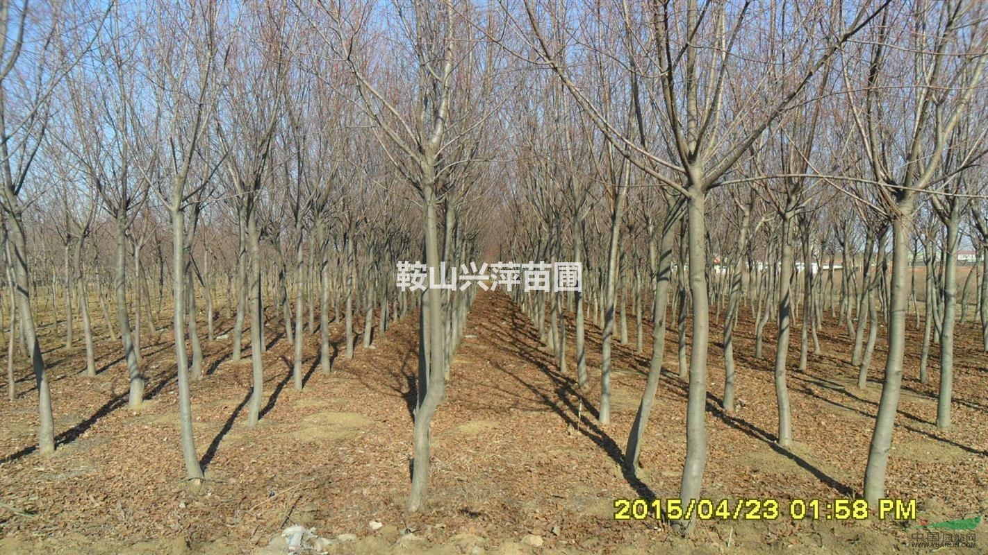 供應(yīng)東北地區(qū)紫葉稠李。