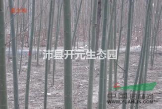 2016年低價(jià)供應(yīng)金絲垂柳，量大從優(yōu)哦