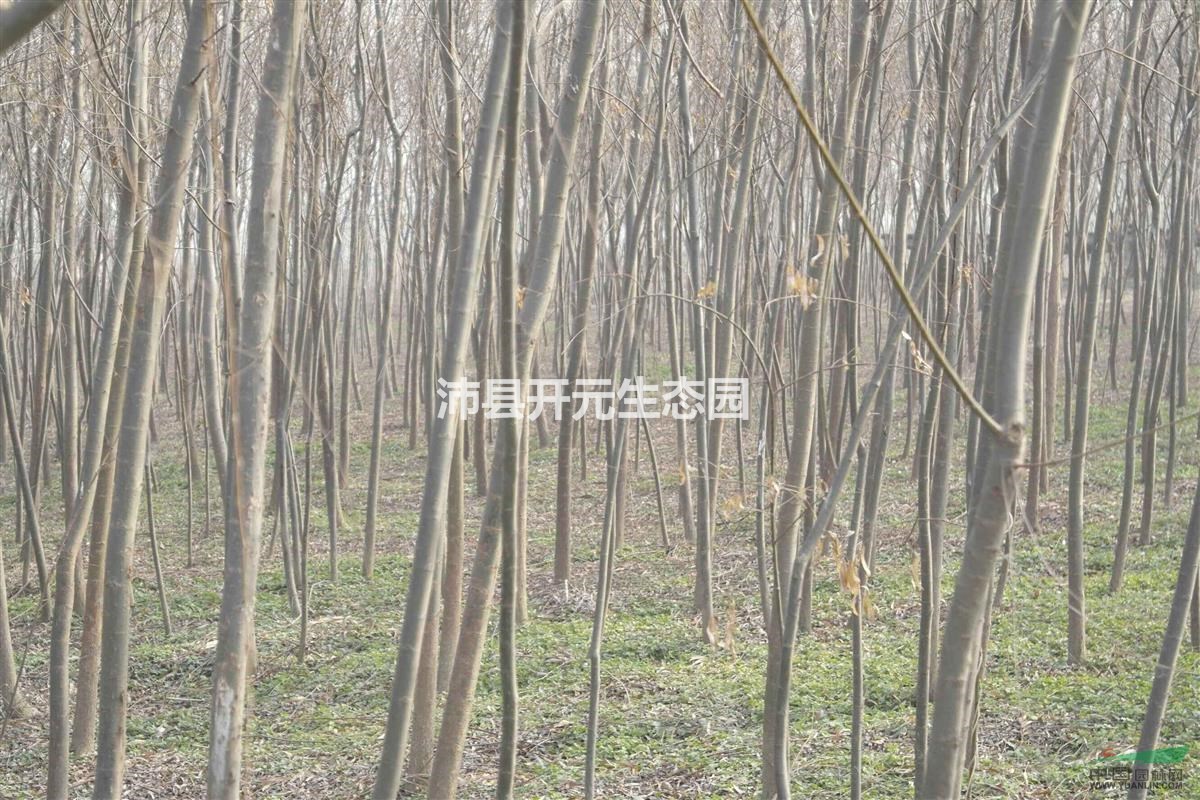 2016年低價(jià)供應(yīng)金絲垂柳，量大從優(yōu)哦