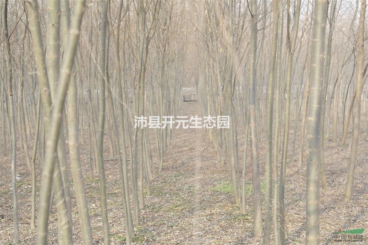 江蘇垂柳，江湖垂柳價(jià)格，最新江蘇垂柳報(bào)價(jià)