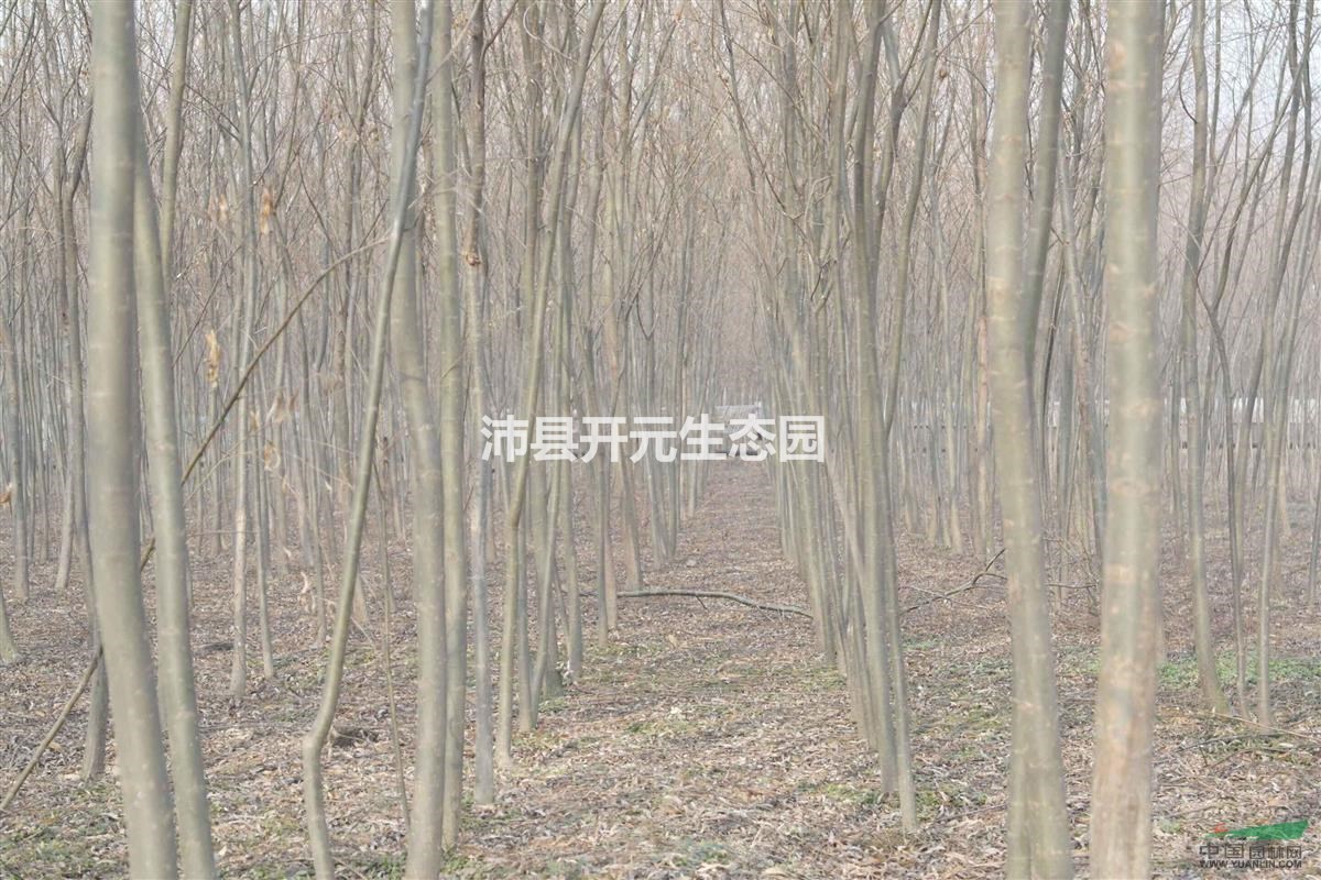 江蘇垂柳，江湖垂柳價(jià)格，最新江蘇垂柳報(bào)價(jià)
