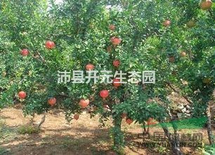 江蘇果石榴哪家好？優(yōu)質果石榴降價處理啦！