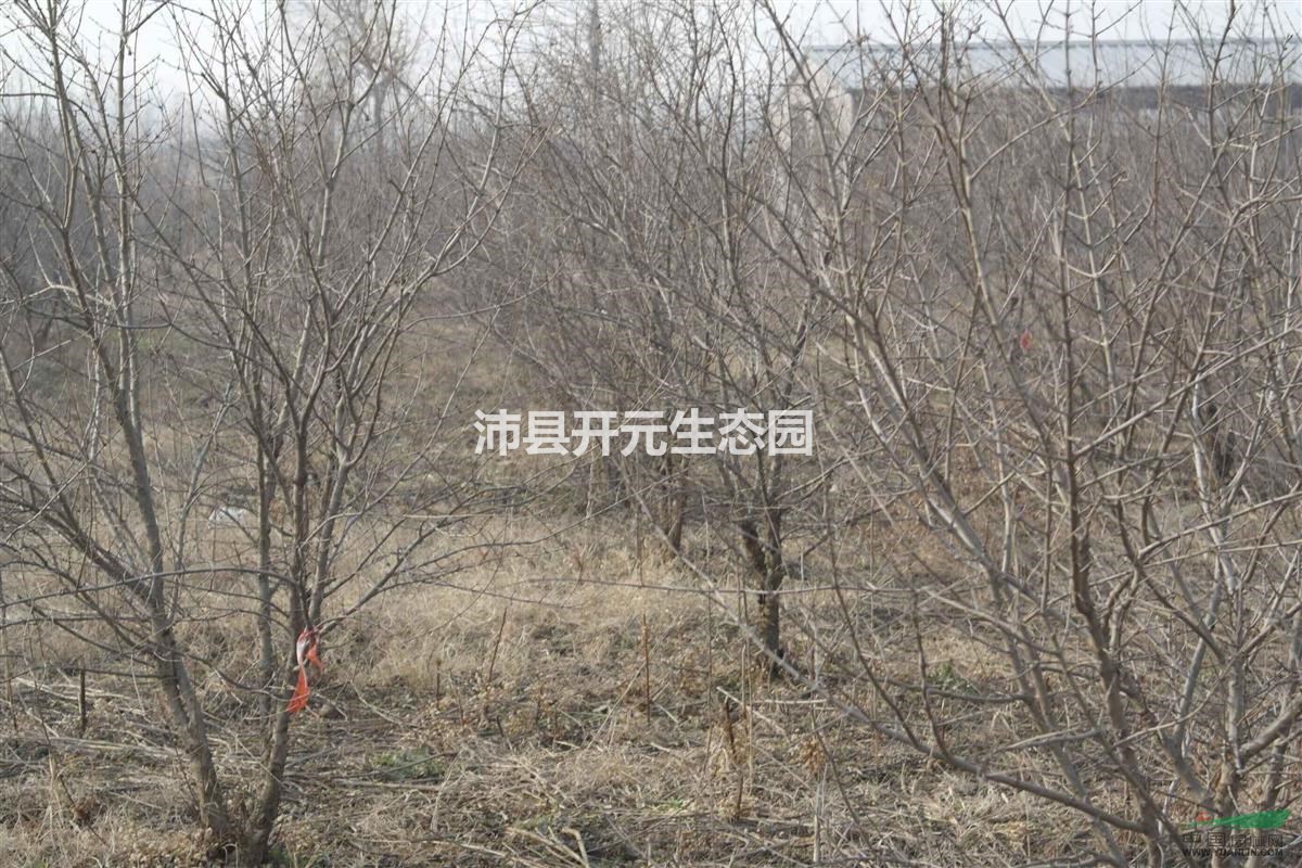 江蘇果石榴哪家好？優(yōu)質果石榴降價處理啦！