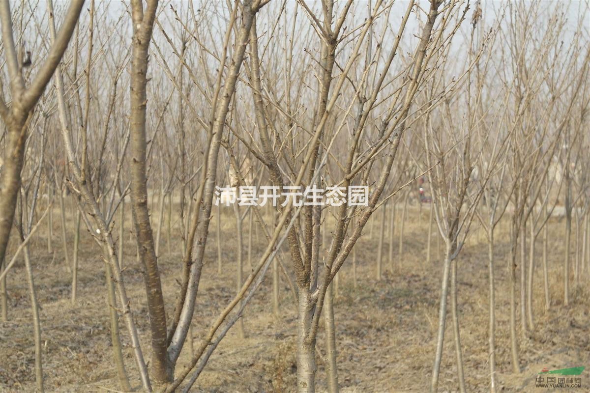 江蘇櫻花小苗，江蘇櫻花小苗價格，江蘇櫻花小苗多少錢