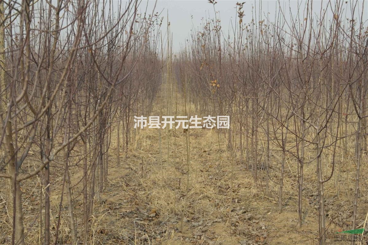 2016年北美海棠，北美海棠價(jià)格，最新北美海棠批發(fā)多少錢