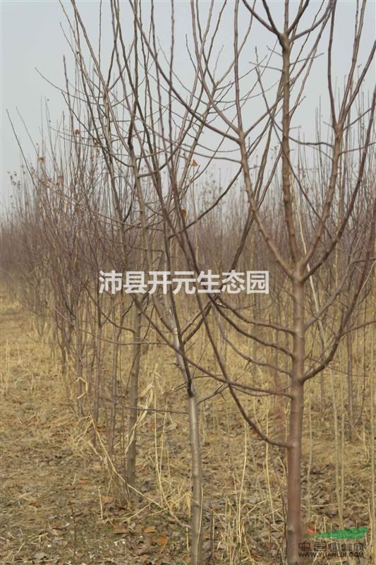 2016年北美海棠，北美海棠價(jià)格，最新北美海棠批發(fā)多少錢