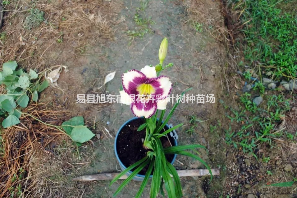 家中無人怎么澆花（萱草、鳶尾、玉簪、） 家中無人怎么給花澆水