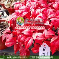 江西三農(nóng)-富有前景的紅葉新品種-紅葉南天竹 供應(yīng)紅葉南天竹苗