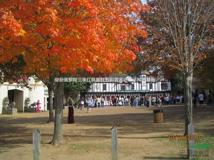 北歐紅楓百度百科-北歐紅楓百度圖片-北歐紅楓介紹-哪有紅楓買