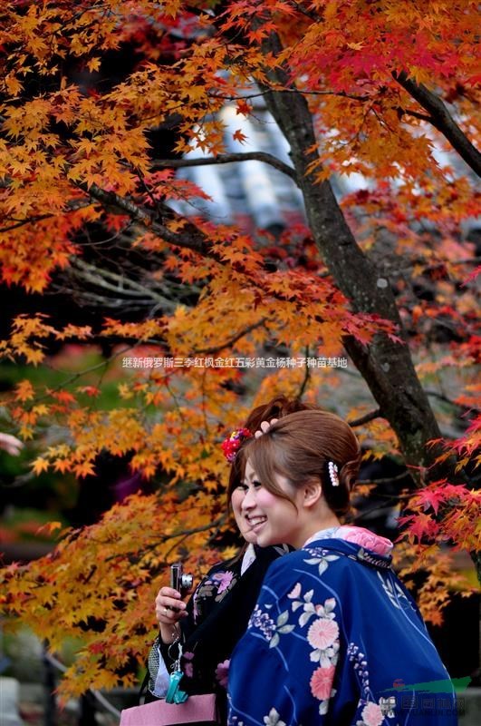 日本紅楓娜塔楓百度百科-日本紅楓娜塔楓百度圖片-日本紅楓基地