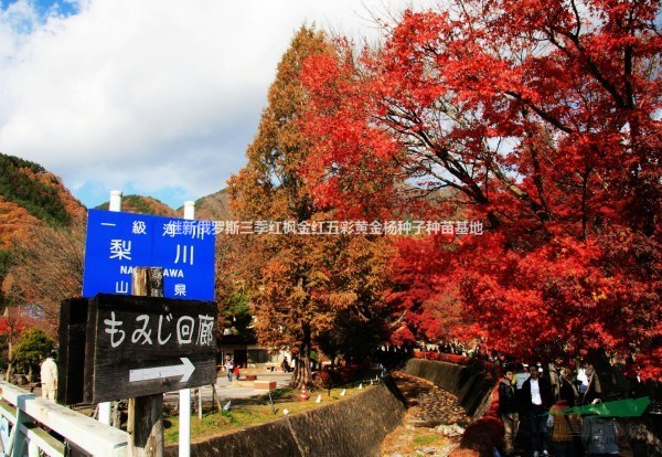 日本紅楓娜塔楓百度百科-日本紅楓娜塔楓百度圖片-日本紅楓基地