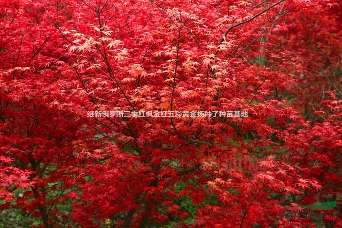 彩紅百色三季紅楓百度百科常綠四季紅葉喬木-三季紅楓雪中紅葉紅