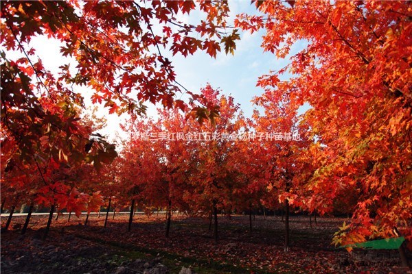 俄羅斯三季紅楓百度百科-前蘇聯(lián)紅楓-俄國四季紅楓苗-紅楓基地