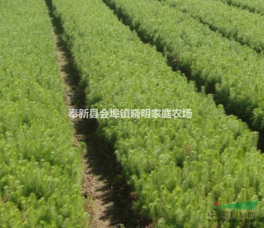 江西馬尾松小苗、奉新濕地松小苗、會埠供應(yīng)各種造林小苗、綠化苗