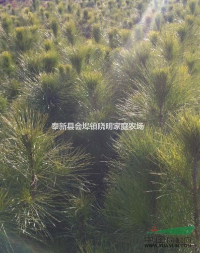 江西馬尾松小苗、奉新濕地松小苗、會埠供應(yīng)各種造林小苗、綠化苗
