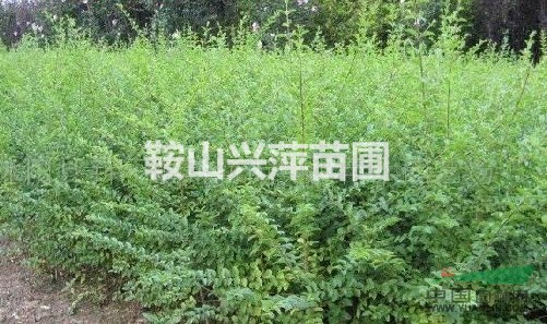 供應(yīng)東北水蠟球。
