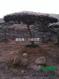 造型油松，造型黑松