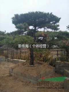 造型油松，造型黑松