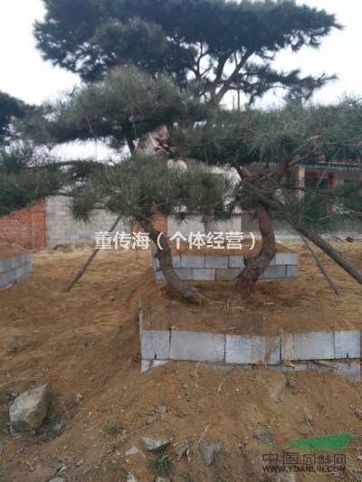 造型黑松