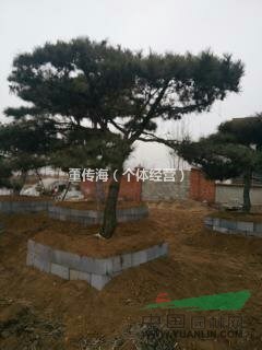 造型黑松