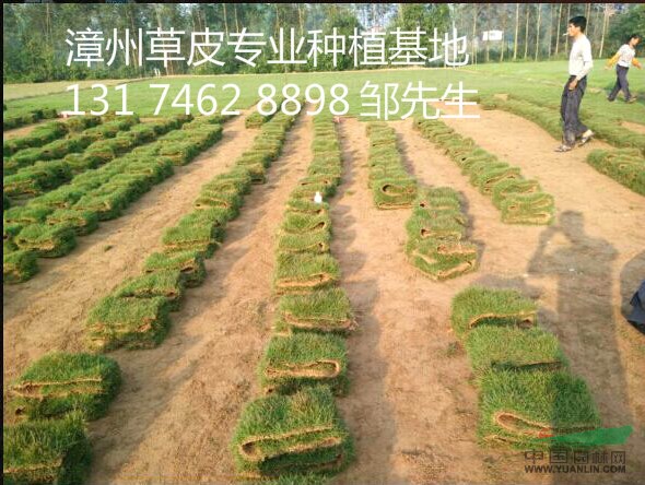 漳州馬尼拉草|漳州草坪|漳州草皮|長泰草坪|長泰草皮|