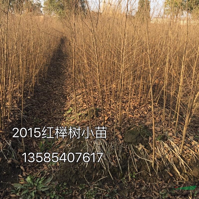 三角楓小苗