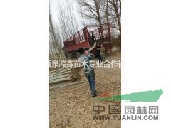 甘肅供應(yīng)5公分新疆楊，5公分新疆楊價格多少錢