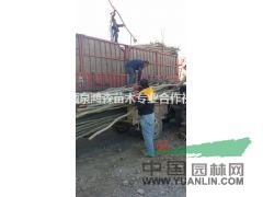 甘肅供應(yīng)5公分新疆楊，5公分新疆楊價格多少錢